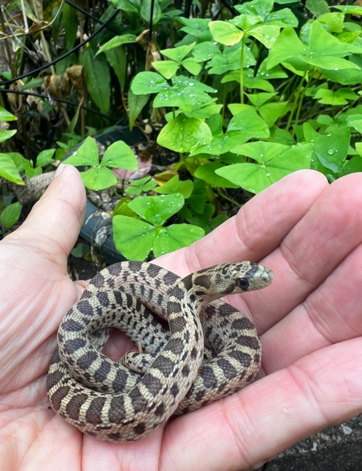 Pacific Gopher Snake